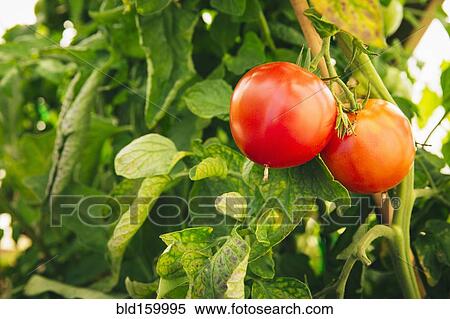 Stock Photography - Close up of red tomatoes growing on leafy vines. Fotosearch