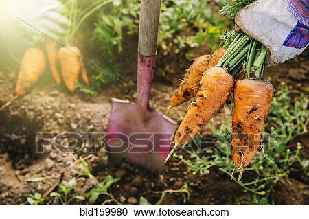 Close up of shovel and harvested carrots in garden View Large Photo Image Stock Image - Close up of shovel and harvested carrots in garden. Fotosearch