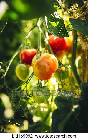 Stock Image - Close up of tomatoes growing on vines. Fotosearch