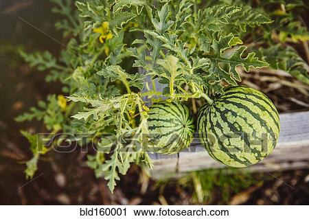 Stock Image - Close up of watermelons growing on plant in garden. Fotosearch