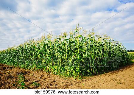 Stock Photograph - Corn stalks growing in rural crop field. Fotosearch