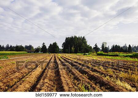 Stock Photo - Crop rows in rural farm field. Fotosearch