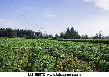 Stock Image - Crops growing in farm field under blue sky. Fotosearch