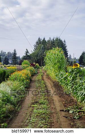 Dirt path through rural farm fields View Large Photo Image Stock Image - Dirt path through rural farm fields. Fotosearch
