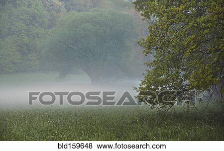 Fog and trees in rural meadow View Large Photo Image Stock Photo - Fog and trees in rural meadow. Fotosearch