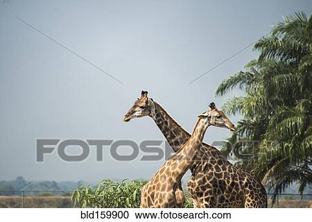 Giraffes standing near palm trees under blue sky View Large Photo Image Stock Image - Giraffes standing near palm trees under blue sky. Fotosearch