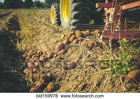 Stock Photo - Harvester gathering potatoes in farm field. Fotosearch