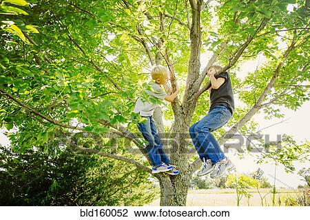 Low angle view of Caucasian boys climbing tree View Large Photo Image Stock Image - Low angle view of Caucasian boys climbing tree. Fotosearch