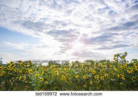 Stock Image - Sunflowers growing in field under clouds. Fotosearch