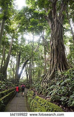 Stock Image - Tourists walking on paved jungle path. Fotosearch