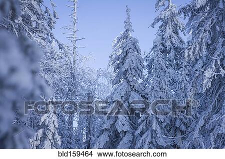 Picture - Trees in snowy forest. Fotosearch