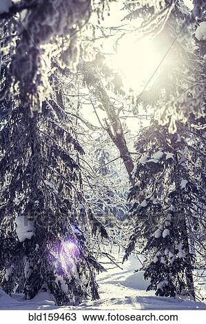 Stock Image - Trees in snowy forest. Fotosearch