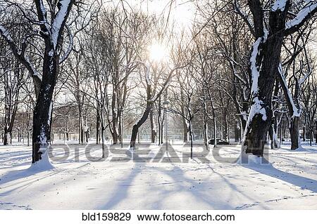 Trees in snowy park View Large Photo Image Stock Photo - Trees in snowy park. Fotosearch