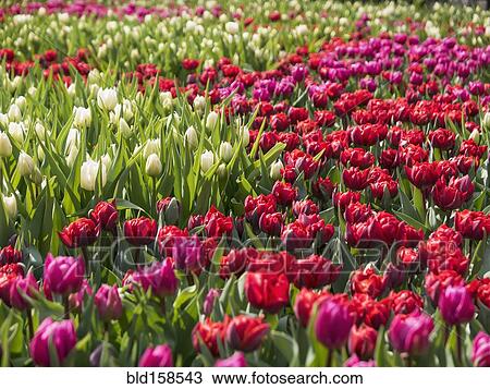 Tulips growing in crop field View Large Photo Image Stock Image - Tulips growing in crop field. Fotosearch