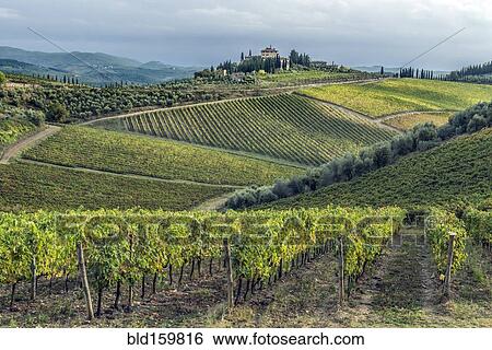 Stock Photograph - Vines growing in rural vineyard. Fotosearch