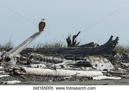 Stock Photography - Bald eagle perching on driftwood on beach. Fotosearch