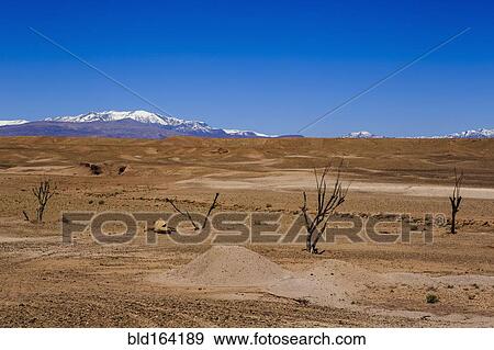 Stock Photo - Bare trees in remote desert. Fotosearch