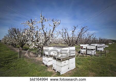 Beehives near cherry trees on farm View Large Photo Image Picture - Beehives near cherry trees on farm. Fotosearch