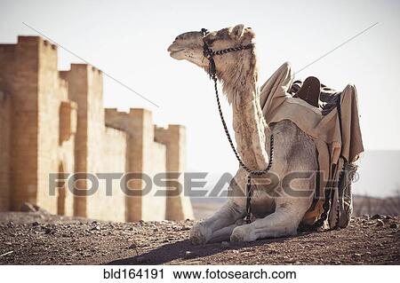 Camel resting outside city walls in desert, Ouarzazate, Souss-Massa-Draa, Morocco View Large Photo Image Stock Image - Camel resting outside city walls in desert, Ouarzazate, Souss-Massa-Draa, Morocco. Fotosearch