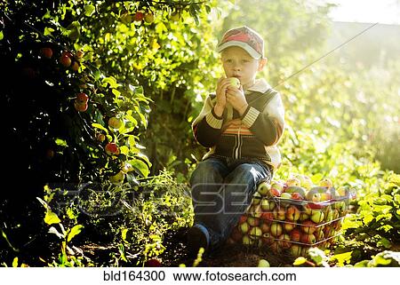 Stock Image - Caucasian boy eating apples in orchard. Fotosearch