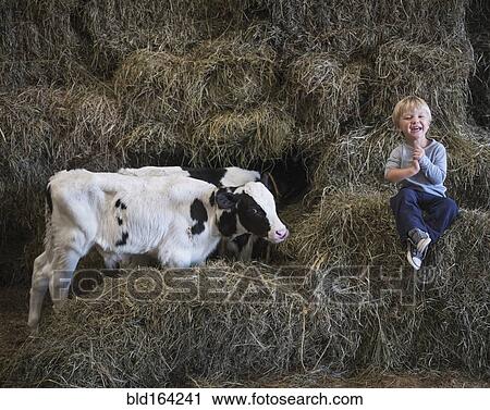 Stock Image - Caucasian boy laughing on haystacks near cows. Fotosearch
