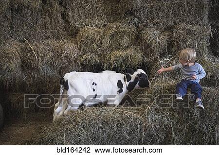 Caucasian boy laughing on haystacks near cows View Large Photo Image Stock Image - Caucasian boy laughing on haystacks near cows. Fotosearch