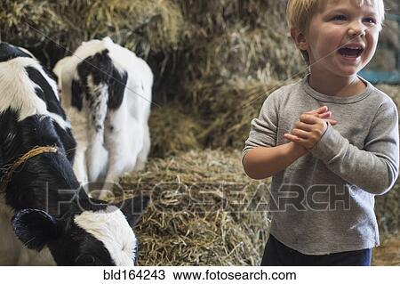 Stock Image - Caucasian boy laughing on haystacks near cows. Fotosearch