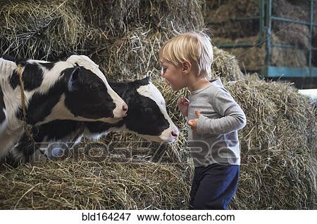 Stock Photo - Caucasian boy laughing on haystacks near cows. Fotosearch