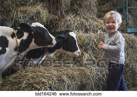 Stock Photograph - Caucasian boy laughing on haystacks near cows. Fotosearch