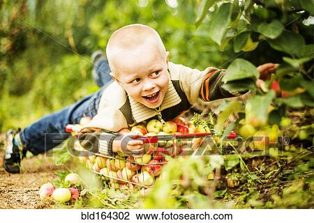 Caucasian boy picking apples in orchard View Large Photo Image Stock Image - Caucasian boy picking apples in orchard. Fotosearch