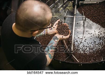 Stock Photo - Caucasian coffee roaster testing beans in machinery. Fotosearch