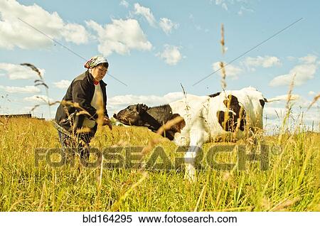 Caucasian farmer feeding cow in rural field View Large Photo Image Stock Photography - Caucasian farmer feeding cow in rural field. Fotosearch