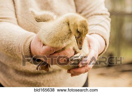 Caucasian farmer holding duckling on farm View Large Photo Image Stock Photo - Caucasian farmer holding duckling on farm. Fotosearch