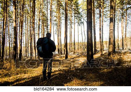 Picture - Caucasian hiker walking in forest. Fotosearch