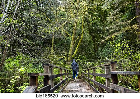 Stock Image - Caucasian hiker walking on wooden bridge in forest. Fotosearch