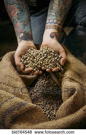 Stock Photo - Caucasian man holding raw coffee beans. Fotosearch