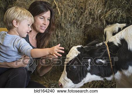 Caucasian mother and son petting cow in barn View Large Photo Image Stock Image - Caucasian mother and son petting cow in barn. Fotosearch