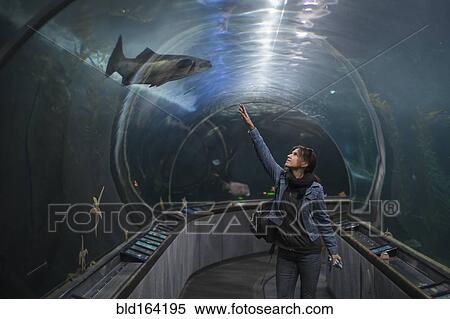 Stock Photography - Caucasian woman admiring shark in aquarium tunnel. Fotosearch