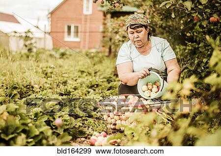 Caucasian woman picking apples on farm View Large Photo Image Stock Photo - Caucasian woman picking apples on farm. Fotosearch