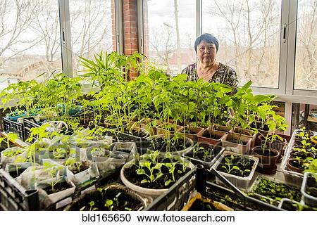 Caucasian woman standing with indoor plants View Large Photo Image Stock Image - Caucasian woman standing with indoor plants. Fotosearch