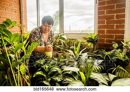 Caucasian woman watering indoor plants View Large Photo Image Stock Photo - Caucasian woman watering indoor plants. Fotosearch