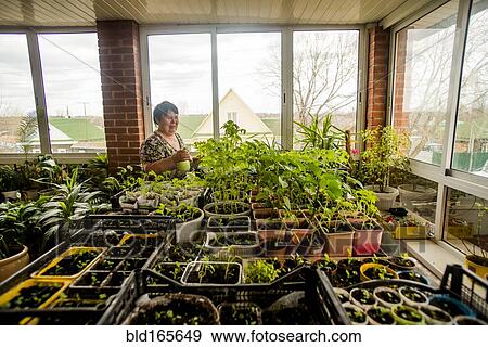 Stock Photo - Caucasian woman watering indoor plants. Fotosearch