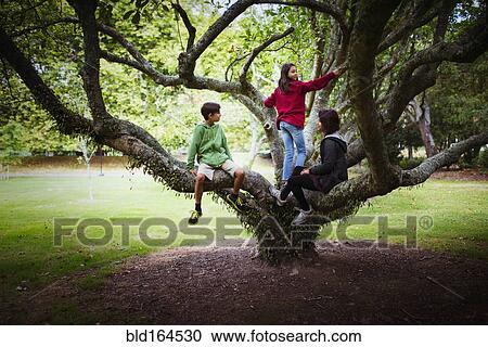 Children and mother climbing tree branches in park View Large Photo Image Stock Image - Children and mother climbing tree branches in park. Fotosearch