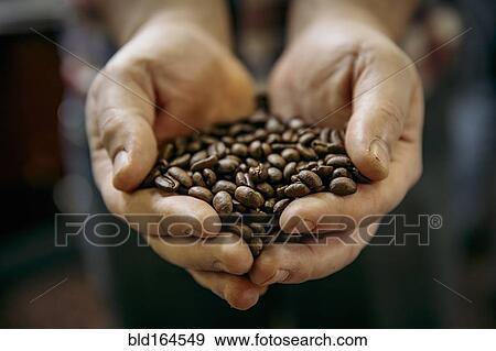 Stock Photo - Close up of Caucasian man holding coffee beans. Fotosearch
