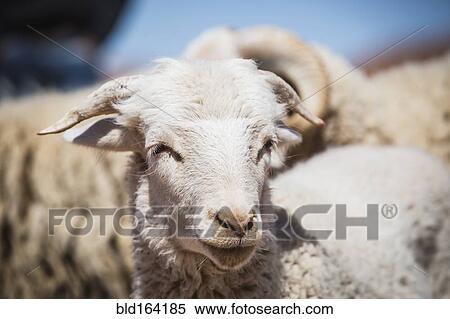 Close up of face of sheep View Large Photo Image Stock Photography - Close up of face of sheep. Fotosearch
