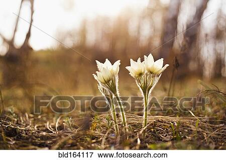 Stock Photo - Close up of flowers blooming in forest. Fotosearch