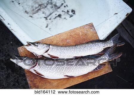 Close up of fresh caught fish on cutting board View Large Photo Image Stock Image - Close up of fresh caught fish on cutting board. Fotosearch