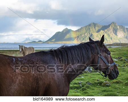 Stock Photo - Close up of horses grazing in coastal fields. Fotosearch