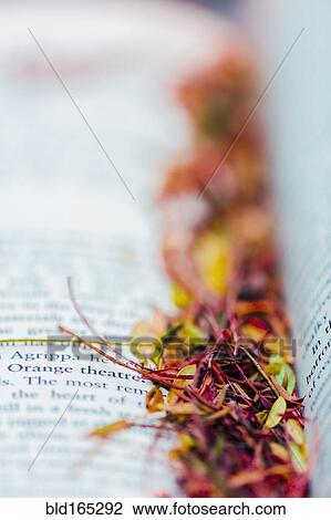Close up of leaf debris on open book pages View Large Photo Image Stock Image - Close up of leaf debris on open book pages. Fotosearch