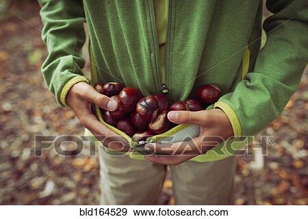 Close up of mixed race boy gathering horse chestnuts in sweater View Large Photo Image Stock Photo - Close up of mixed race boy gathering horse chestnuts in sweater. Fotosearch